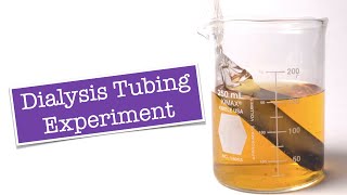 Dialysis Tubing Experiment [upl. by Ontina477]