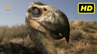 Depredadores Prehistóricos 2007  2009 quotLas Aves del Terrorquot National Geographic HD [upl. by Ahsei73]