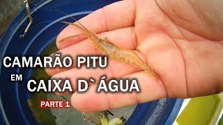 CRIAÇÃO DE CAMARÃO PITU EM CAIXA DÁGUA Canal Saalada [upl. by Arianna562]