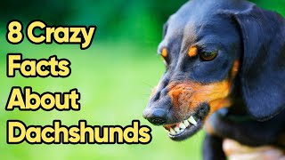 8 Crazy Facts About Dachshunds You Need To Know [upl. by Hesther]