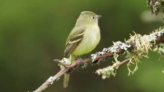 Yellowbellied Flycatcher [upl. by Draned802]