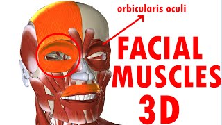 Muscles Of Facial Expression  Face Anatomy part 1 [upl. by Meagan]