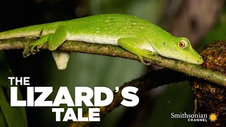 The Lizards Tale 101 Meet the Anoles [upl. by Eiggep791]