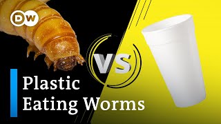 How worms could help solve plastic pollution [upl. by Vorster42]