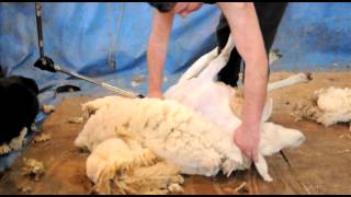 Sheep Shearing Demonstration [upl. by Elyag]