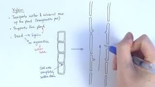 AS Biology  Transport systems in plants OCR A Chapter 91 [upl. by Patricia]