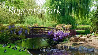 Regent’s Park  Royal Parks London [upl. by Sera5]