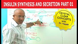 Insulin Synthesis and Secretion  Part 14💉 [upl. by Eisinger952]