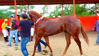 CARRERAS DE CABALLOSSEMIFINAL EL CHULO [upl. by Gracia]