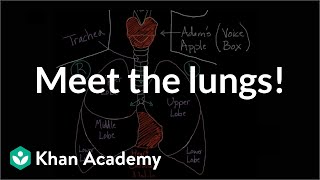 Meet the lungs  Respiratory system physiology  NCLEXRN  Khan Academy [upl. by Anoyet96]