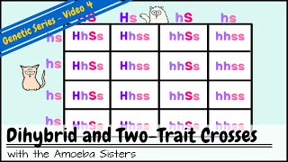 Dihybrid and TwoTrait Crosses [upl. by Zurek]