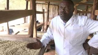 COFFEE PROCESSING IN KENYA [upl. by Drofla237]