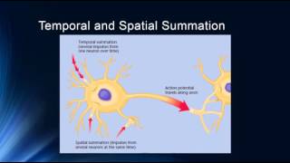 Synapses and Synaptic Potentials [upl. by Legnalos57]