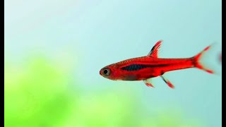 Chili Rasboras  Boraras Brigittae  Nature Aquarium [upl. by Rufford573]