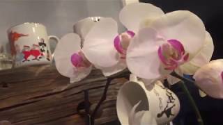 How I rescue Phalaenopsis orchids that have root loss [upl. by Nauqahs758]