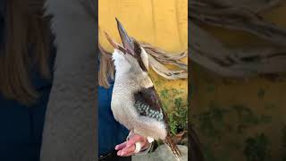 Blue Winged Kookaburra Laughing [upl. by Kelcie]