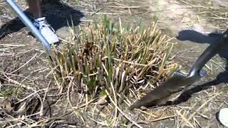 How to dig and divide ornamental grasses  Tip from Alwerdts Gardens in Altamont Illinois [upl. by Esinahs]