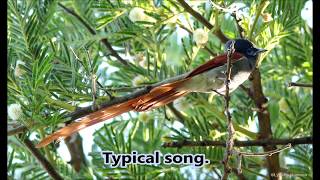 African Paradise Flycatcher vocalisations [upl. by Tuck]