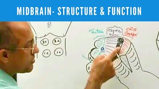 Anterior Cerebral Artery  Anatomy Tutorial [upl. by Liebman370]