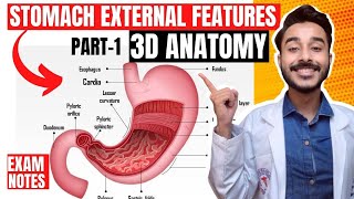 Stomach Anatomy 3D  external features of stomach anatomy  anatomy of stomach external feature [upl. by Lonnie]