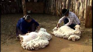 Sheepshearing  Navajo Traditions Monument Valley [upl. by Anecusa]