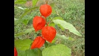 Semina degli Alchechengi in serra Physalis alkekengi [upl. by Ymereg]