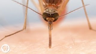 How Mosquitoes Use Six Needles to Suck Your Blood  Deep Look [upl. by Nevak148]