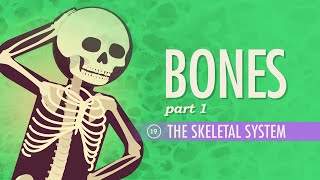 Human Body Skeletal System Explained [upl. by Hanas]