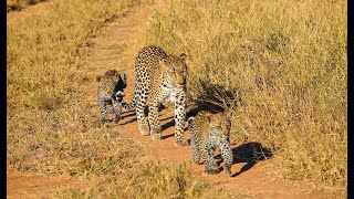 Timbavati Reserve Kruger  South Africa  Overview [upl. by Baugh]