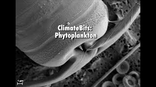 ClimateBits Phytoplankton [upl. by Irma251]