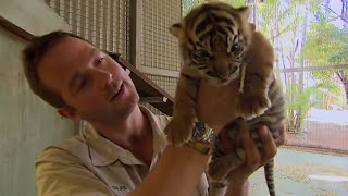 What Happens When Tigers Meet Humans  BBC Earth [upl. by Llenehc]