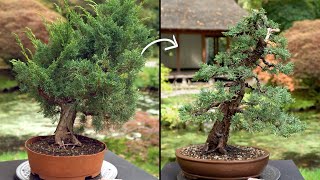 Learn how to create a Juniper Bonsai tree [upl. by Eitsirk]