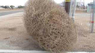 tumbling tumbleweed [upl. by Garretson]