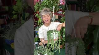 Plant Session 14 How to best care for Senecio plants [upl. by Ali]