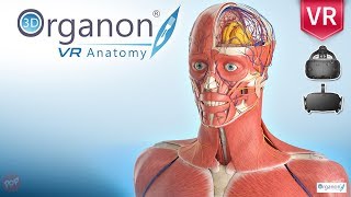 3D Organon VR Anatomy the world’s first fullyfeatured Virtual Reality anatomy atlas [upl. by Zerat]