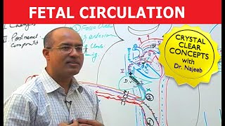 Fetal Circulation  Embryology  Dr Najeeb [upl. by Sinnek]