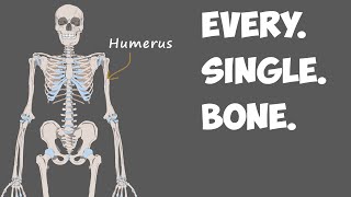 Every Bone in the Human Body [upl. by Nivak]