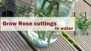 How to grow rose cuttings in water [upl. by Gaven781]