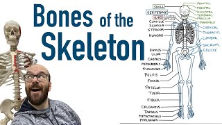 Bones of the Skeleton [upl. by Hanafee]