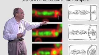 Richard Losick Harvard Part 1 Spore Formation in Bacillus Subtilis [upl. by Pip]