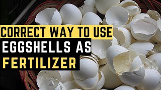 Organic Fertilizer How to Use Eggshells as Fertilizer  The Correct Way  PH [upl. by Joice122]