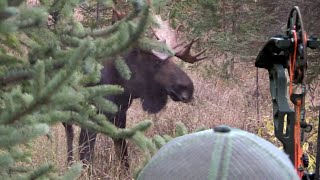 ARROWED at 14 YARDS Bow Hunting Moose Eastmans Hunting TV [upl. by Aliwt]