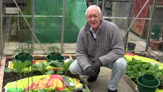 Planting Tomatoes Into Grow Pots In My Greenhouse [upl. by Colwin]