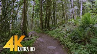 4K Virtual Forest Walk  5 Hours Walking in the Woods Grand Ridge Trail Issaquah WA [upl. by Blodget]