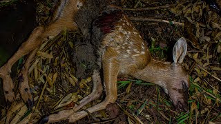 Deer Decomposition  Timelapse 4K [upl. by Matland]