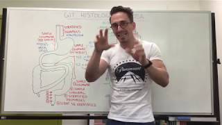 Mucosa  Gastrointestinal Tract Histology [upl. by Ahsekram]