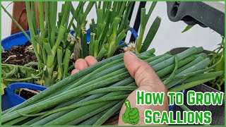 How to Grow Scallions  For beginners  Everything you need to know Spring amp Green Onions [upl. by Ursal]