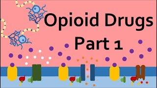 Opioid Drugs Part 1 Mechanism of Action [upl. by Ronoc706]