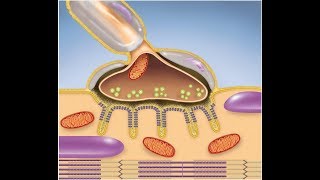 Muscular System The Neuromuscular Junction [upl. by Estrellita]