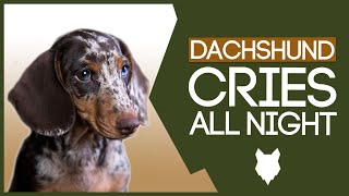 DACHSHUND TRAINING How To Stop Your Dachshund Puppy Crying All Night [upl. by Attenaej]